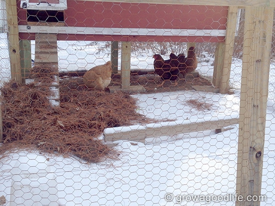 Our First Three Egg Day!
