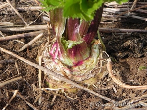 celeric