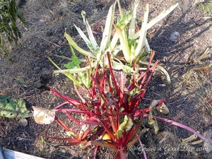 deer-eaten-chard