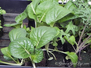 fall-seedlings