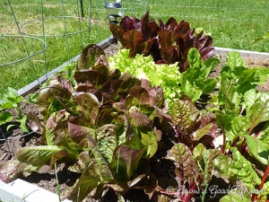 spring_greens