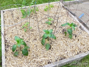 straw-mulch