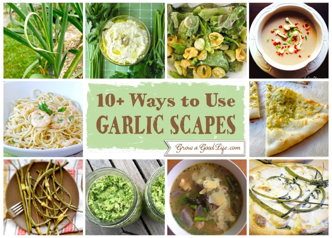 10 Ways To Use Garlic Scapes