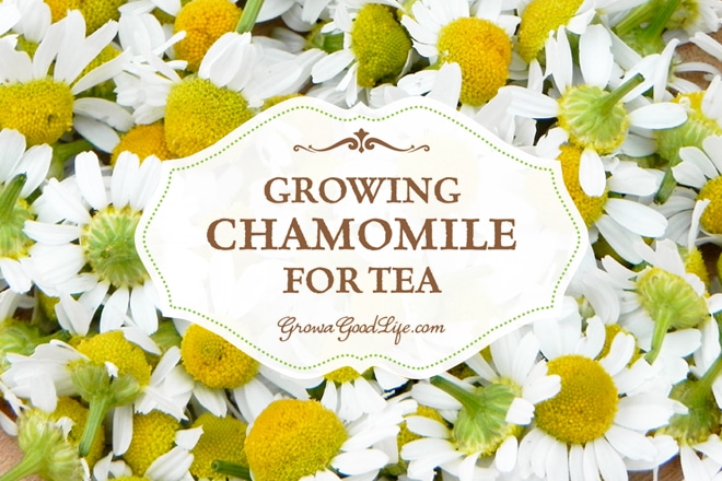 How to Grow Chamomile for Tea
