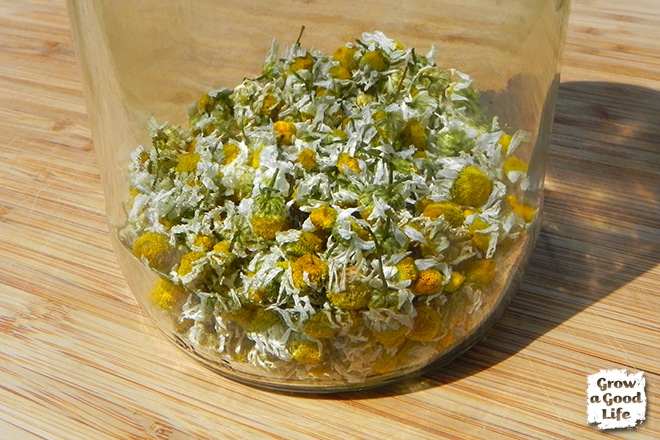 Growing Chamomile For Tea Storing Chamomile Photo
