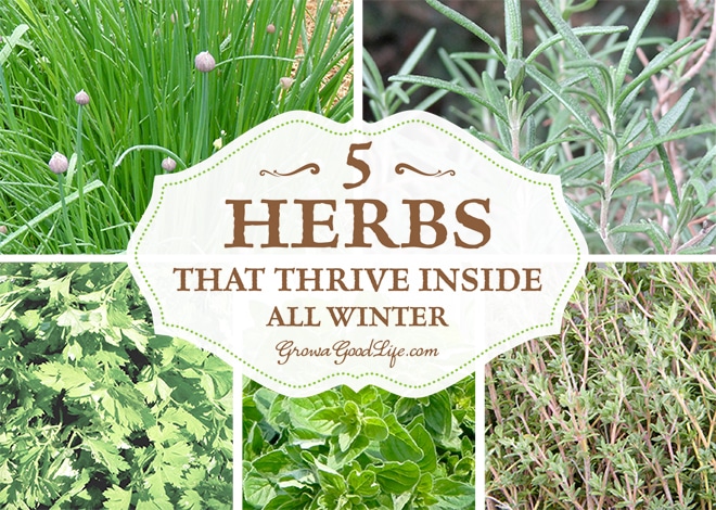 5 Herbs that Thrive Inside All Winter by Grow a Good Life - featured at Natural Family Friday