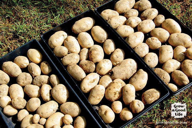 storing seed potatoes over winter