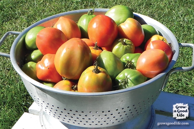 tomatoes-salvaged