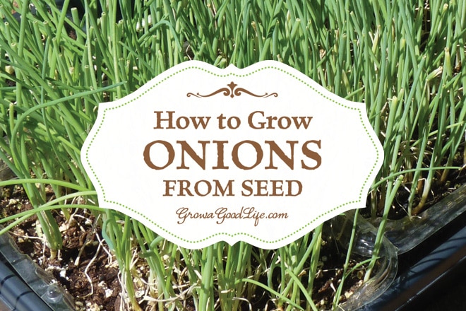 How do you plant seeds?