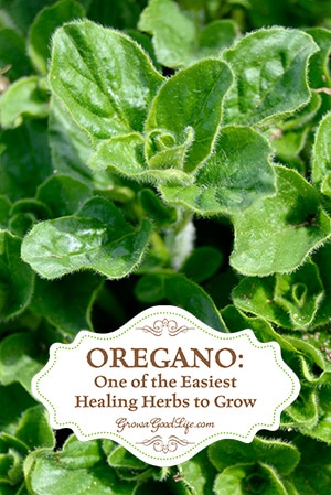 Oregano: Both A Culinary & Healing Herb