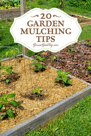 gardening tips