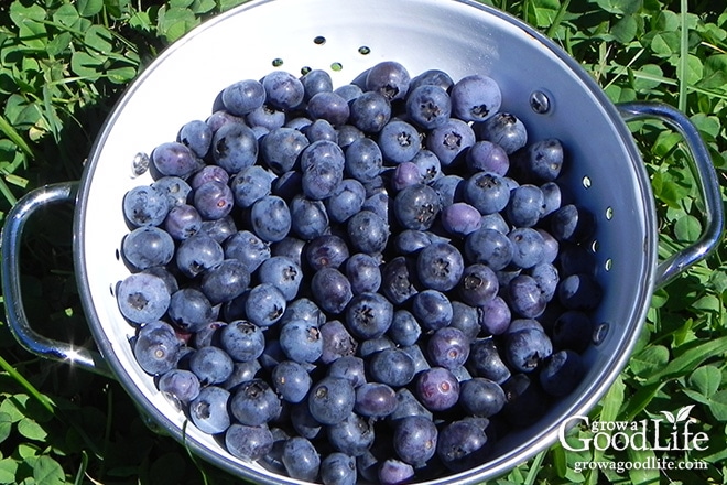 A nice harvest of blueberries