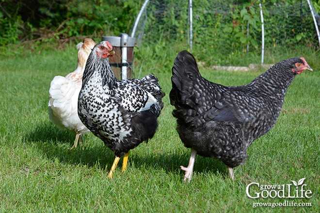Emily, Claire, and Phoebe Freeranging