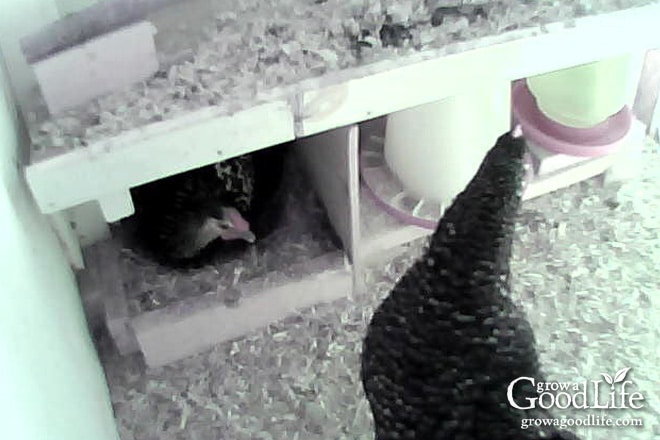 Chicky Cam the Day Emily Laid Her First Egg Chicky Cam the Day Emily Laid Her First Egg