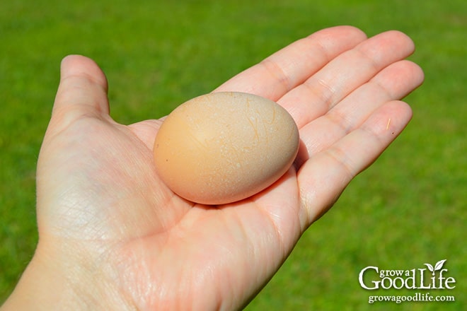 Emily's First Egg Emily's First Egg