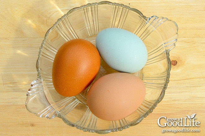 First Eggs: Phoebe (Blue), Emily (Tan), and Claire (Dark Brown)