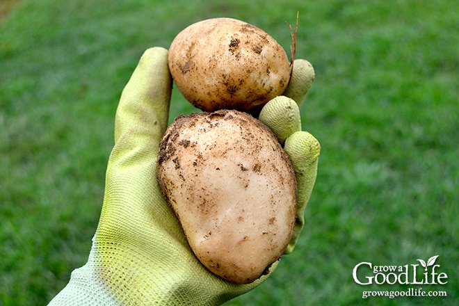 Celebrating the harvest and encouraging everyone to grow their own food! Sharing garden harvest photos for the week of August 24, 2015. Celebrating the harvest and encouraging everyone to grow their own food! Sharing garden harvest photos for the week of August 24, 2015.