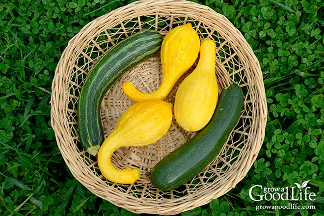 Celebrating the harvest and encouraging everyone to grow their own food! Sharing garden harvest photos for the week of August 24, 2015. Celebrating the harvest and encouraging everyone to grow their own food! Sharing garden harvest photos for the week of August 24, 2015.