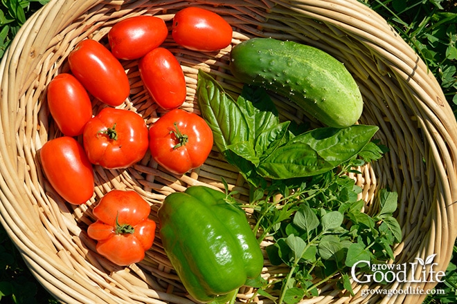 Tomatoes, Pepper, Cucumber, and Herbs