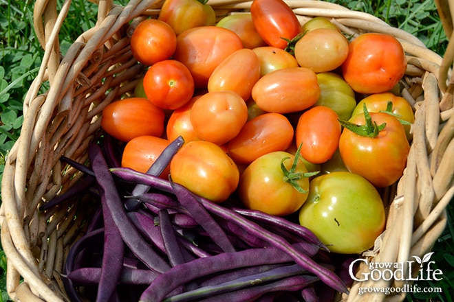 Celebrating the harvest and encouraging everyone to grow their own food! Sharing garden harvest photos for the week of August 24, 2015. Celebrating the harvest and encouraging everyone to grow their own food! Sharing garden harvest photos for the week of August 24, 2015.