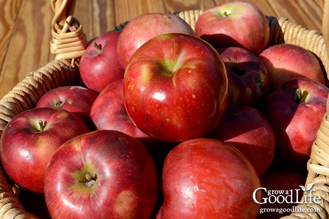 Celebrating the harvest and encouraging everyone to grow their own food! Sharing garden harvest photos for the week of October 5, 2015. Celebrating the harvest and encouraging everyone to grow their own food! Sharing garden harvest photos for the week of October 5, 2015.