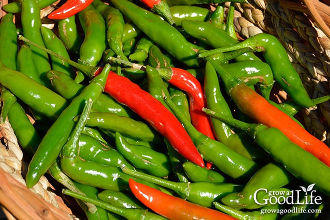 Celebrating the harvest and encouraging everyone to grow their own food! Sharing garden harvest photos for the week of October 5, 2015. Celebrating the harvest and encouraging everyone to grow their own food! Sharing garden harvest photos for the week of October 5, 2015.