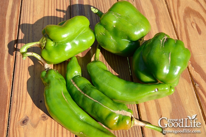 Celebrating the harvest and encouraging everyone to grow their own food! Sharing garden harvest photos for the week of October 5, 2015. Celebrating the harvest and encouraging everyone to grow their own food! Sharing garden harvest photos for the week of October 5, 2015.