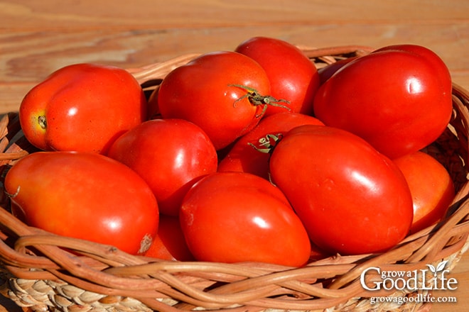 Celebrating the harvest and encouraging everyone to grow their own food! Sharing garden harvest photos for the week of October 5, 2015. Celebrating the harvest and encouraging everyone to grow their own food! Sharing garden harvest photos for the week of October 5, 2015.
