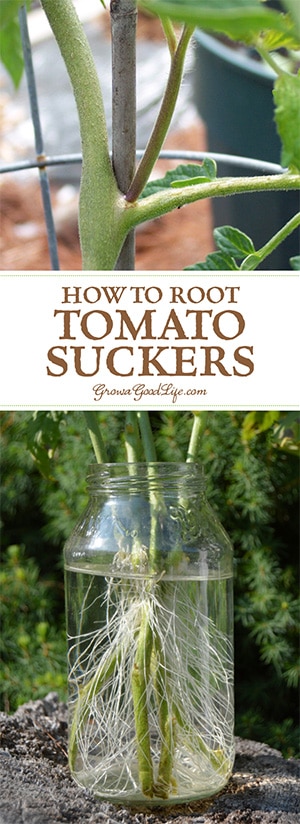How do you remove tomato suckers?