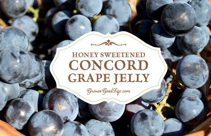 Make and preserve your own homemade Concord grape jelly! Concord grapes have a slightly tart, musky flavor but can be transformed into a delicious grape jelly with a little sweetening. This old-time favorite is sweetened with honey in this recipe.