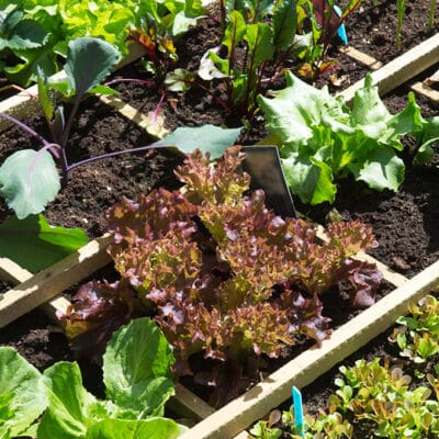 overhead photo of a planted square foot garden