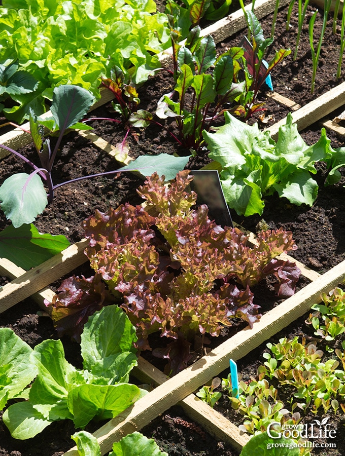 overhead photo of a planted square foot garden