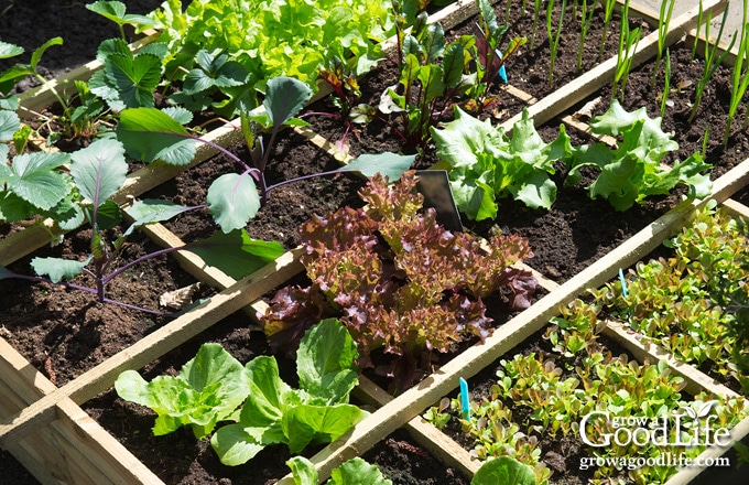 How to plant my square foot garden