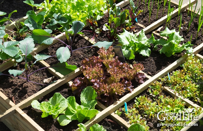 Why I Stopped Using Raised Garden Beds - The Seasonal Homestead