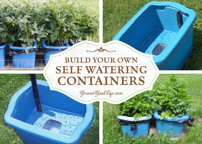 Self watering containers are an enclosed growing system that decreases moisture evaporation and offers a consistent water supply to your plants. It is made up of two chambers, the growing chamber and the water reservoir chamber. The growing chamber contains a wick that descends into the water reservoir that pulls water up into the growing chamber as needed for the plants. See how to make self watering containers out of some easy to find items.