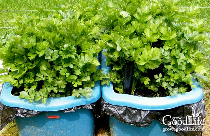 Healthy celery plants growing in an 18-gallon self-watering planter.