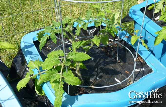 Close-up of tomato plants growing in an 18-gallon self-watering tote planter.