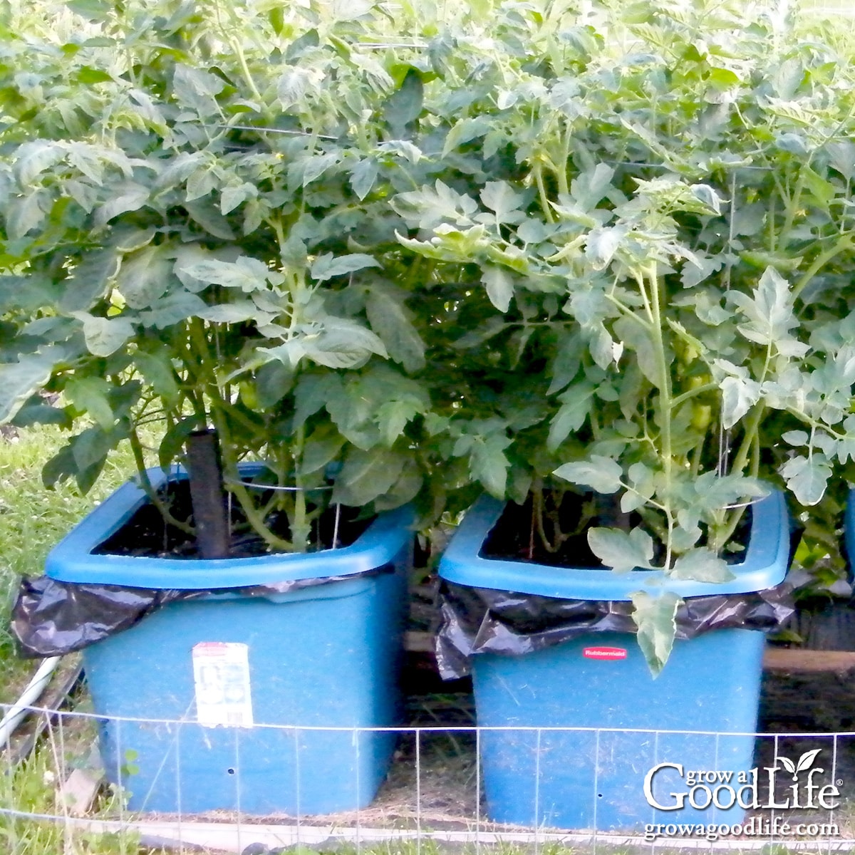 Two 18-gallon DIY self-watering planters filled with thriving tomato plants.