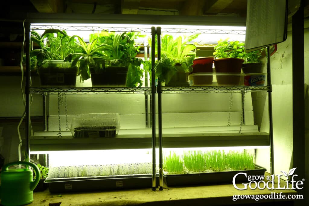 DIY grow light shelf filled with trays of vegetable seedlings growing under bright overhead lights.