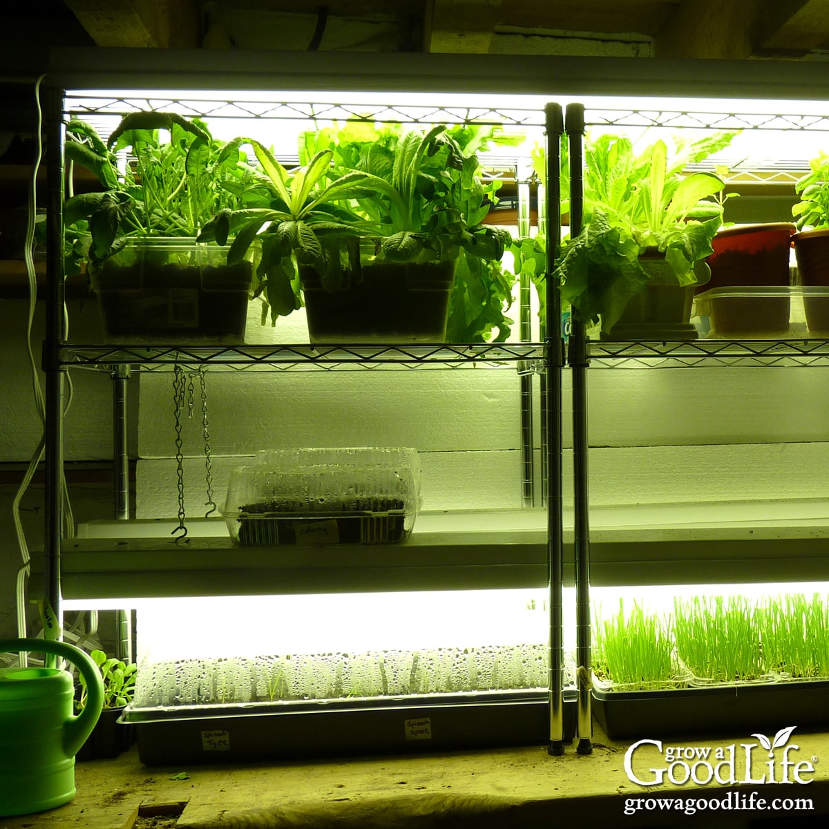 DIY grow light shelf with wire shelving and grow lights holding lettuce, herbs, and young seedlings indoors.