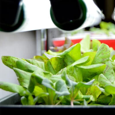 lettuce seedlings growing under lights