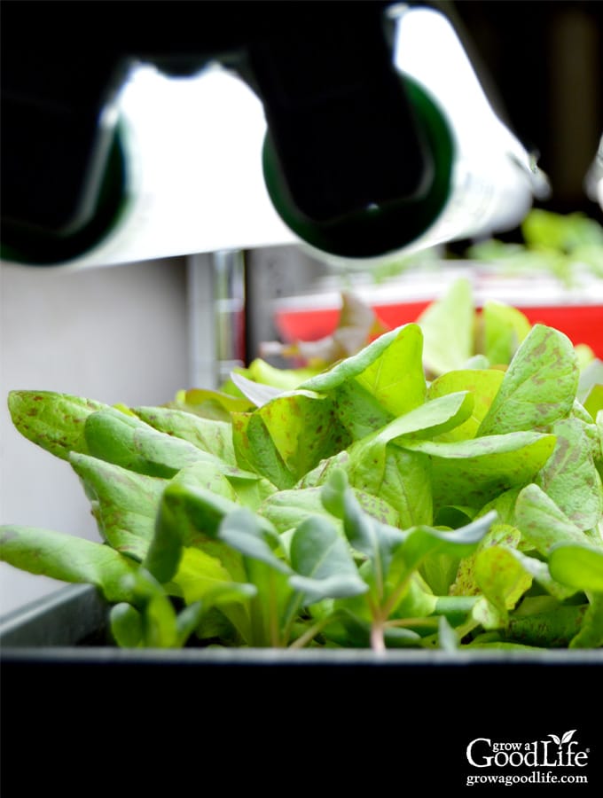 LEDs on lettuce: White light versus red + blue light - Produce Grower