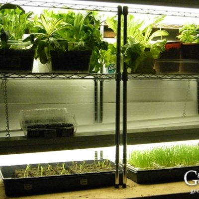 Growing plants indoors is an enjoyable project for any gardener. Whether you want to grow herbs indoors, start your garden seedlings, cultivate an indoor garden, or provide some supplemental light to your houseplants during winter, this inexpensive DIY grow light shelf will help you raise healthy plants.