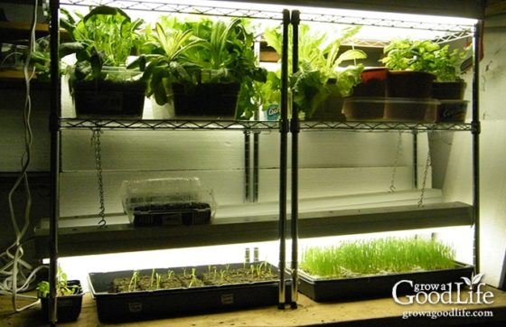 Using Grow Lights for Seedlings and Indoor Gardens