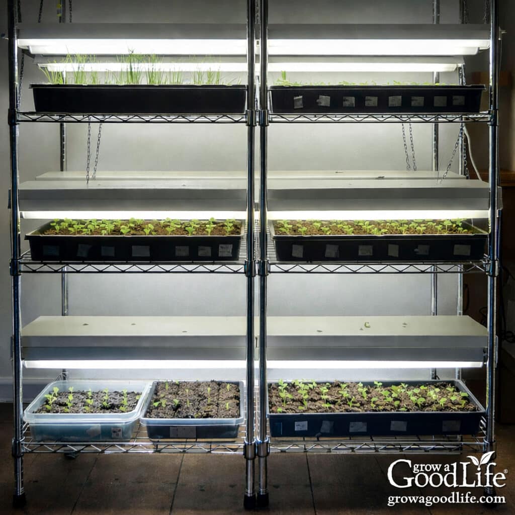 The expanded DIY seed starting shelving system.