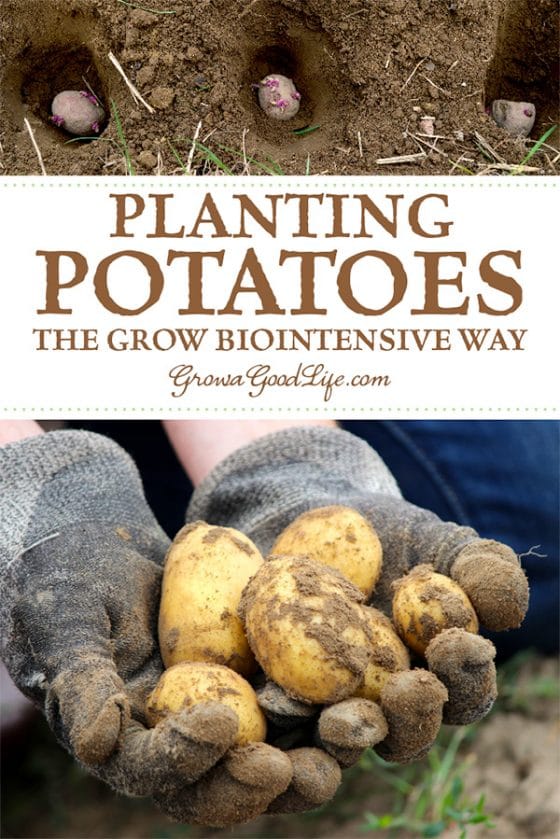 Planting Potatoes the Grow Biointensive Way