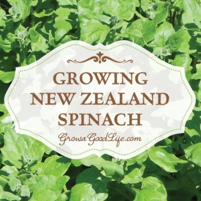 New Zealand Spinach isn't really spinach at all but tastes similar and can be cooked the same way. Also unlike spinach it is a heat loving plant that that is frost sensitive. This means when the spring spinach bolts and before the fall spinach can be planted, New Zealand spinach can fill the void and grow all summer long.