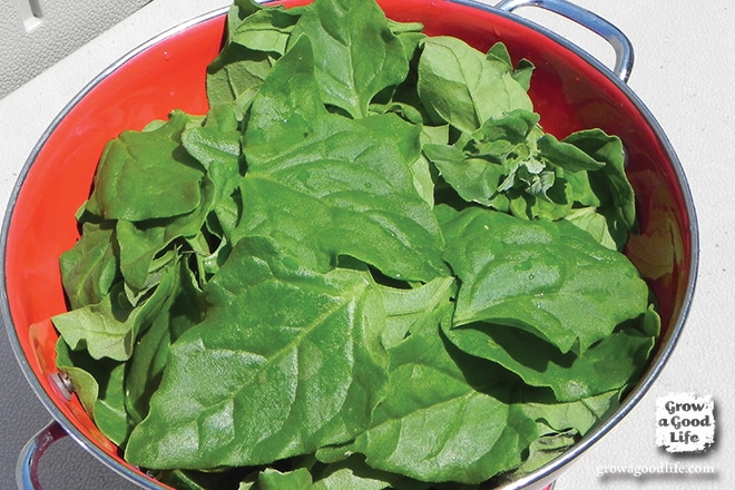 New Zealand Spinach isn't really spinach at all but tastes similar and can be cooked the same way. Also unlike spinach it is a heat loving plant that that is frost sensitive. This means when the spring spinach bolts and before the fall spinach can be planted, New Zealand spinach can fill the void and grow all summer long.