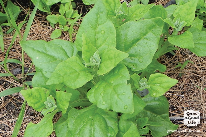 New Zealand Spinach isn't really spinach at all but tastes similar and can be cooked the same way. Also unlike spinach it is a heat loving plant that that is frost sensitive. This means when the spring spinach bolts and before the fall spinach can be planted, New Zealand spinach can fill the void and grow all summer long.