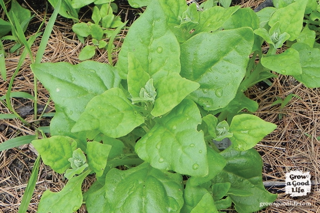 Growing New Zealand Spinach